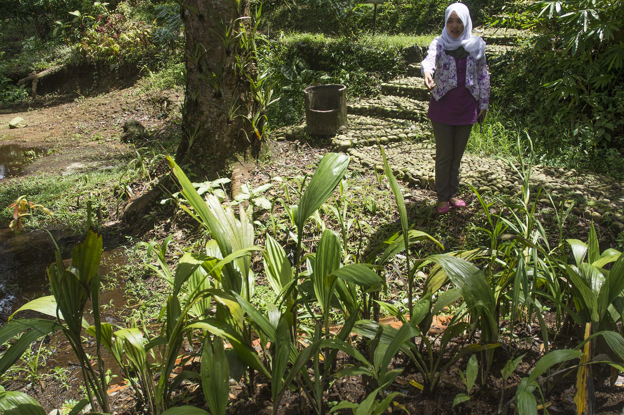 Jenis anggrek Calanthe pulcra, yang dicuri dan dititipkan di Kebun Raya Baturraden. Foto : L Darmawan