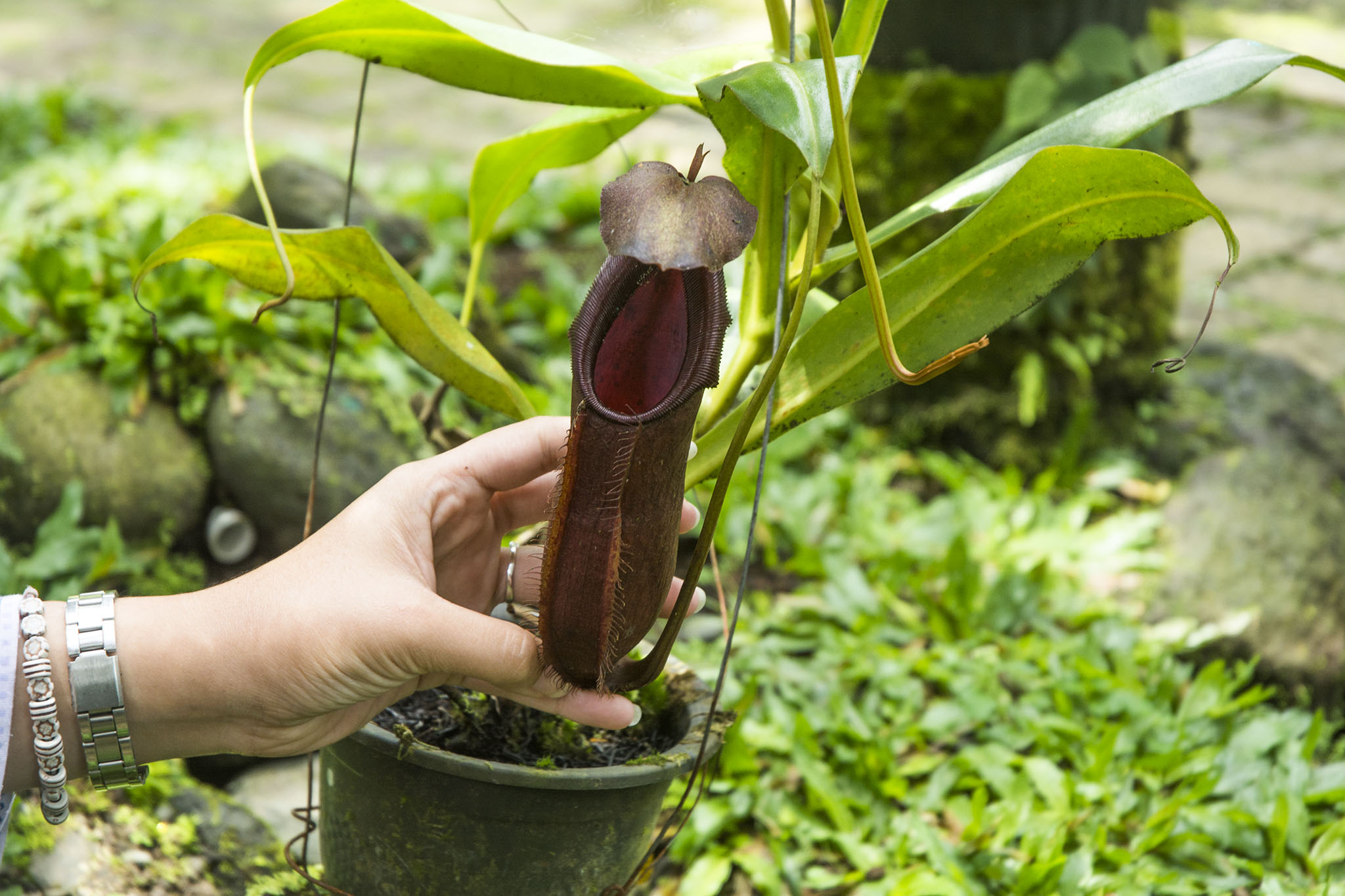 Tanaman kantung semar khas Gunung Slamet Nepenthes adrianii. Foto : L Darmawan