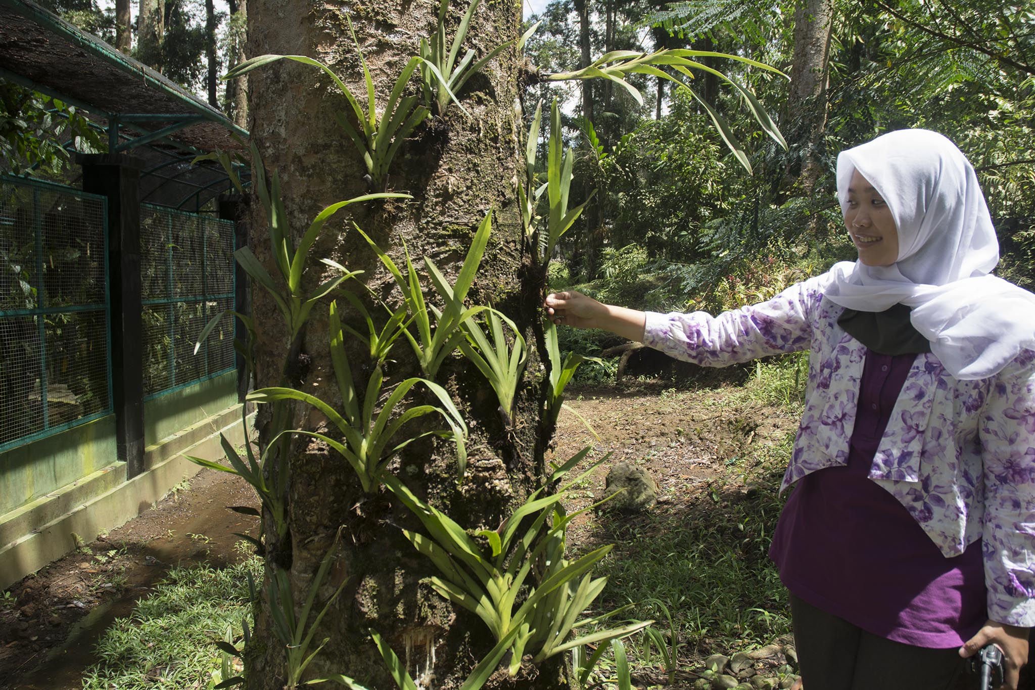 Jenis anggrek Mycarates latifolia yang dicuri dan dititipkan di Kebun Raya Baturraden. Foto : L Darmawan