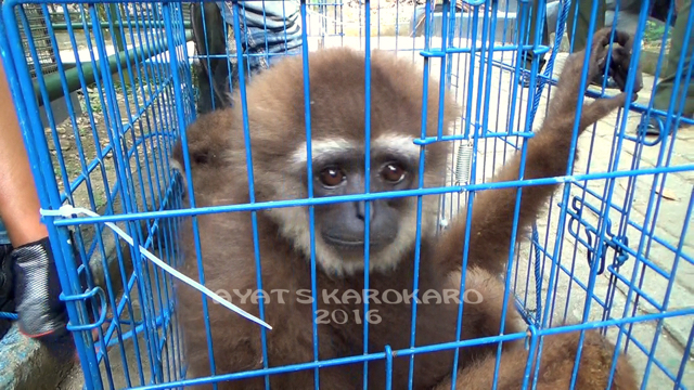 Owa sitaan kebun binatang mini. Foto: Ayat S Karokaro
