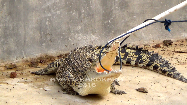 Menggunakan tali, buaya di kebun binatang mini ini dijerat dan diikat kemudian dibawa ke Taman Hewan Pematang Siantar. Foto: Ayat S Karokaro
