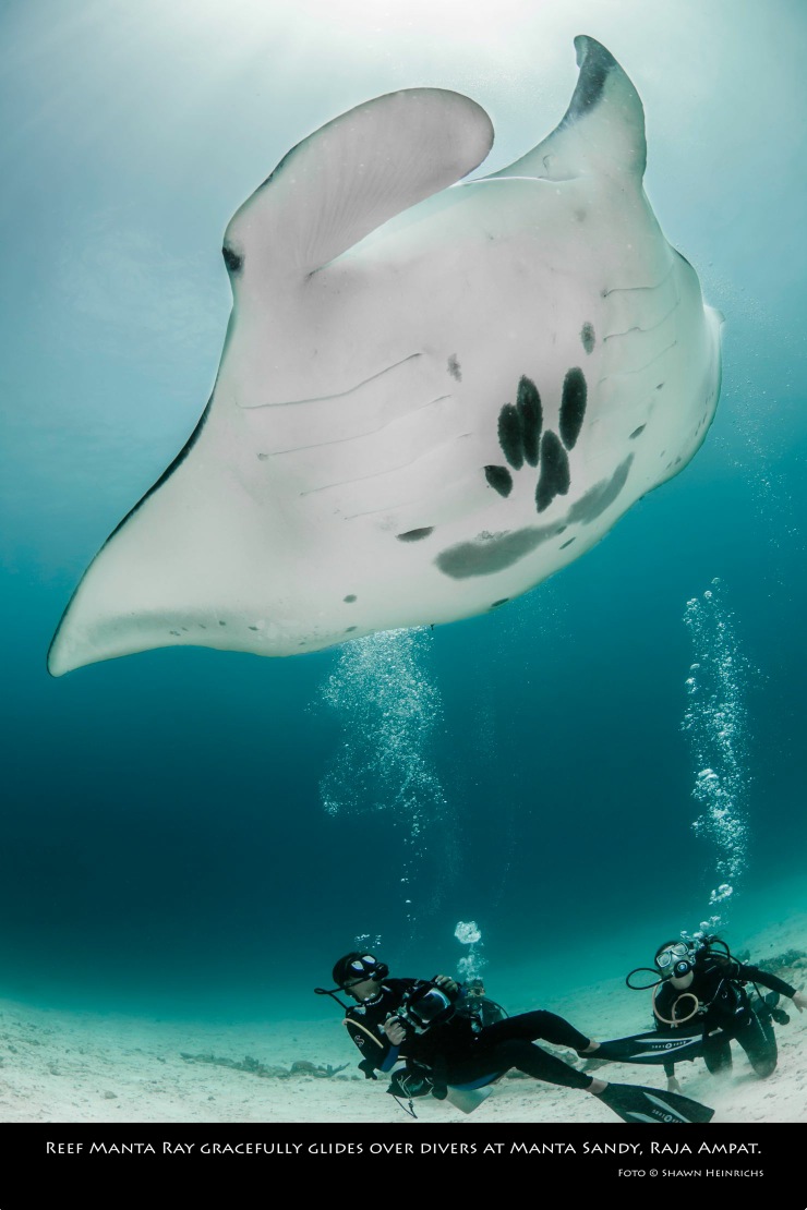 Ikan pari manta, meski berukuran raksasa, tapi jinak terhadap penyelam. Manta ini banyak terdapat di perairan Raja Ampat, Papua Barat. Foto : Conservation International Indonesia 