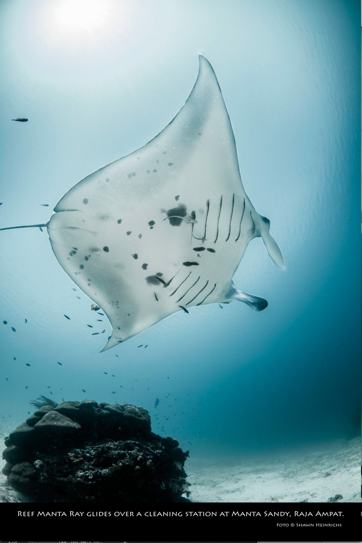 Ikan pari manta di Indonesia tersebar mulai dari perairan Bali, Nusa Tenggara, Kalimanta, Maluku, Sulawesi sampai Papua. Tetapi paling banyak populasi manta ada di perairan Wayag, Raja Ampat, Papua Barat. Foto : Conservation International Indonesia