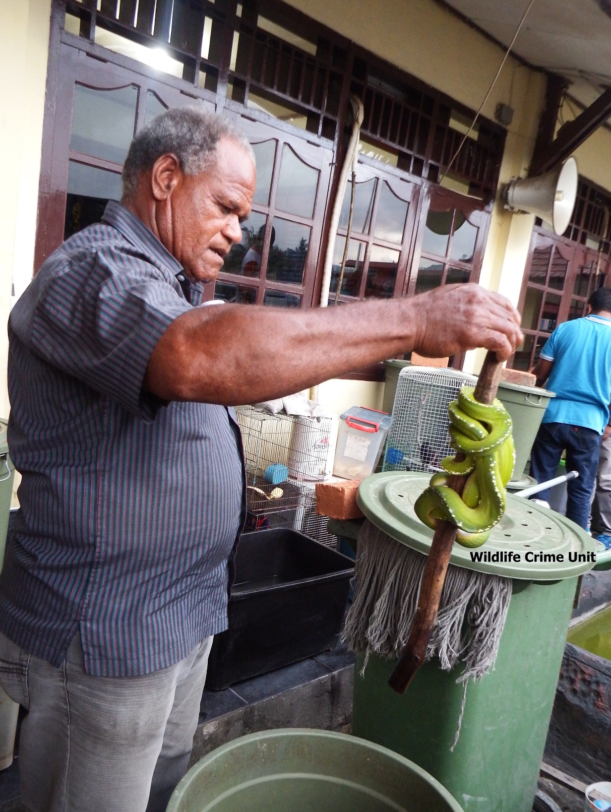 Seekor ular sanca hijau (Morelia virídis) yang disita dari tersangka “N” di kediamannya di Keluarhaan Rufei, Sorong, Papua Barat. Penangkapan dilakukan oleh Polresta Sorong pada 15 April 2016.  Foto : WCU