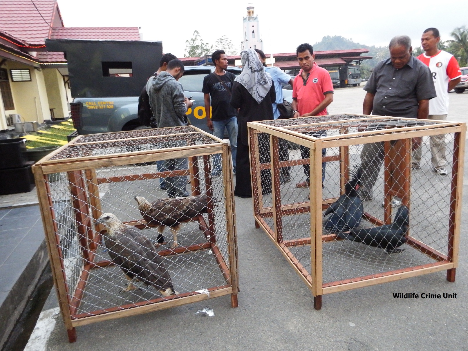 Dua ekor burung elang laut (Haliaeetus leucogaster) dan duan burung kakatua raja (Probosciger aterrimus) yang disita dari tersangka “N” di kediamannya di Keluarhaan Rufei, Sorong, Papua Barat. Penangkapan dilakukan oleh Polresta Sorong pada 15 April 2016.  Foto : WCU