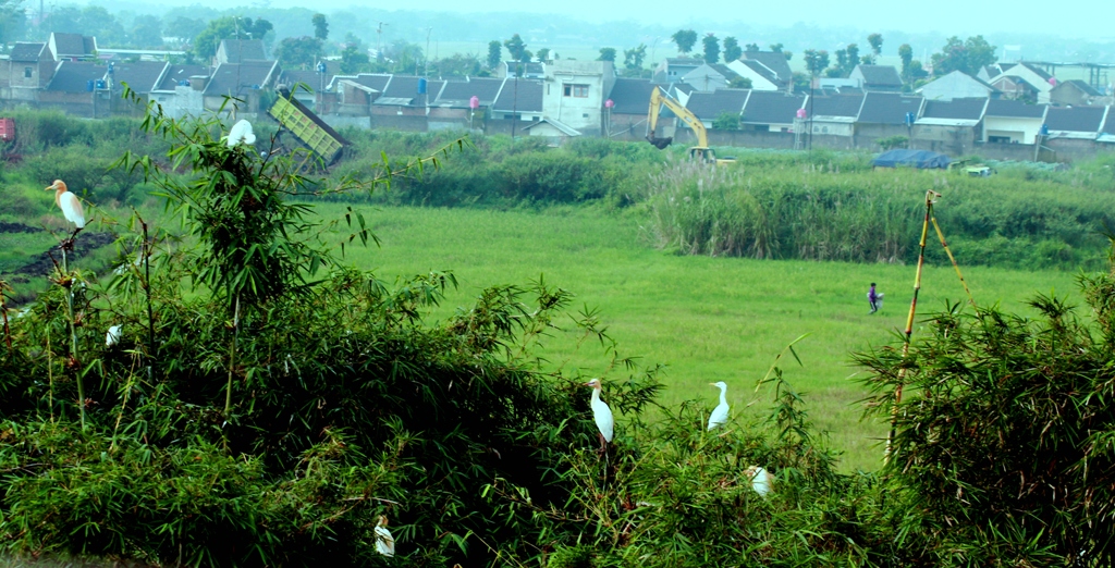 Sejumlah burung kuntul (Bubulcus ibis) dan blekok (Ardeola speciosa) terbang dan bertengger di rimbunya pohon bambu di kampung Ranca Bayawak, Cisarinten Kidul, Gedebage, Kota Bandung, Jabar, Rabu (13/04/2016). Habitat burung itu terganggu oleh rencana pembangunan pembangunan dan alih fungsi lahan di kawasan tersebut, seperti rencana kawasan Bandung Teknopolis. Foto : Donny Iqbal