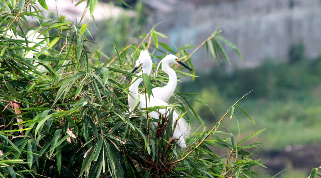 Dua ekor burung kuntul (Bubulcus ibis) bersarang di rumpun bambu di kampung Ranca Bayawak, Cisarinten Kidul, Gedebage, Kota Bandung, Jabar, Rabu (13/04/2016). Blekok dan kuntul biasanya mencari makan hingga puluhan kilometer. Namun adapula yang mencari di sekitaran  sarang apabila sedang mengerami telur atau masa kawin. Foto : Donny Iqbal 