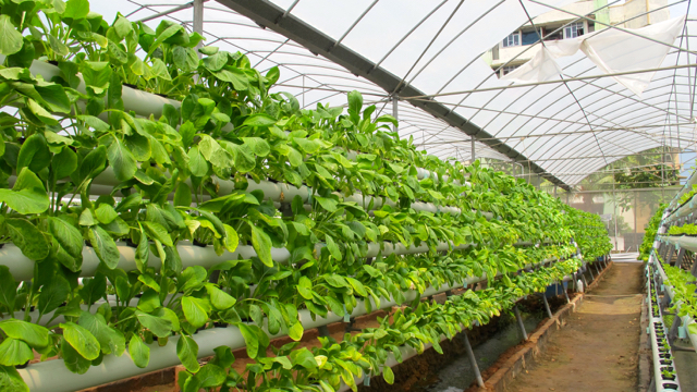 Hidroponik di Rusun Marunda, Jakarta. Foto: Lusia Arumingtyas