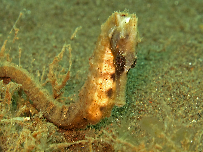 Kuda laut kuning atau hippocampus kuda, atau spotted sea horse dapat ditemukan di perairan Teluk Persia sampai ke Asia Tenggara, Australia, Jepang, dan Hawai. Foto : Wisuda