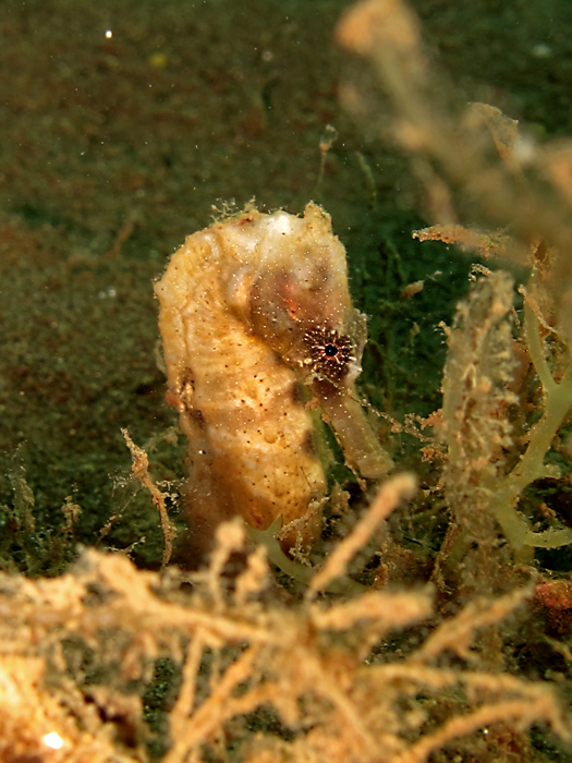 Kuda laut kuning atau hippocampus kuda, atau spotted sea horse yang bereproduksi dengan cara ovoviviparous. Foto : Wisuda