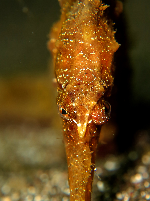 Kuda laut kuning atau hippocampus kuda, atau spotted sea horse. Foto : Wisuda