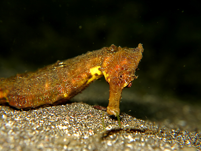 Kuda laut kuning atau hippocampus kuda, atau spotted sea horse yang hidup di berbagai perairan laut. Foto : Wisuda