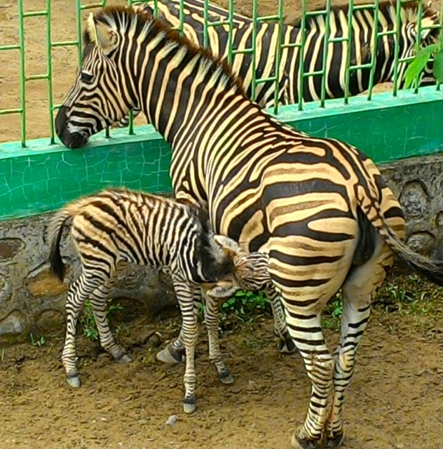 Zebra Mercy dan anaknya yang baru lahir. Foto: Vinolia