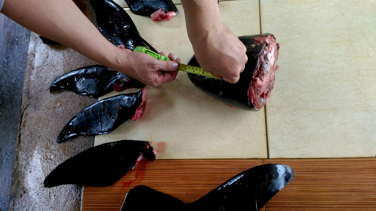 Pengukuran dilakukan untuk mengetahui gambaran utuh satwa yang telah dipotong-potong ini. Foto: Aseanty Pahlevi