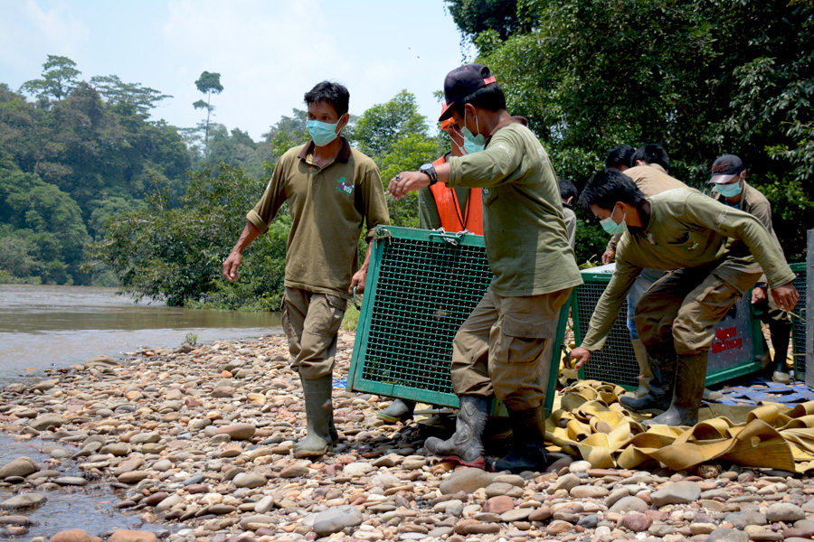 Menuju titik pelepasan. Foto: BOSF 