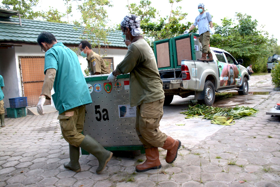 Lomon yang akan dilepasliarkan, diangkut dari kandang transport. Foto: BOSF 