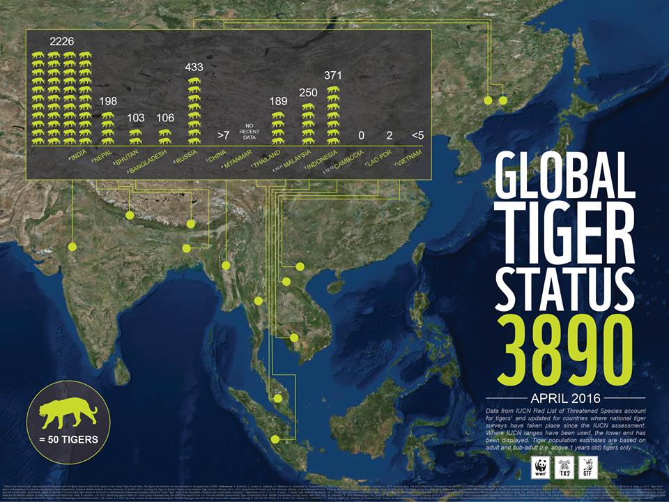 WWF dan GTF merilis laporan yang menyebutkan jumlah harimau di alam liar meningkat setelah 100 tahun terakhir. Sumber : WWF