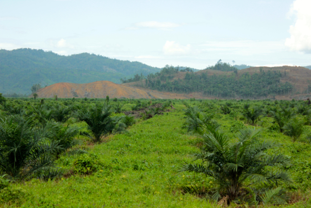 Land clearing yang menghancurkan tegakan hutan primer di Tolitoli oleh PT Total Energi Nusantara dan PT Citra Mulia Persada. Foto: Andika Dhika