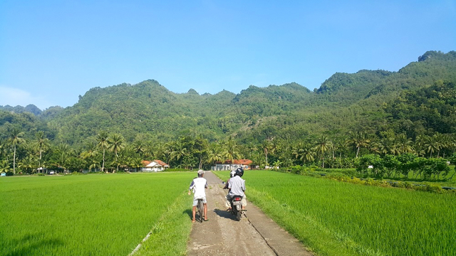 Perbukitan karst di Gombong, dengan hamparan sawah menghijau. Keindahan alam ini terancam pertambangan semen. Foto: Tommy Apriando
