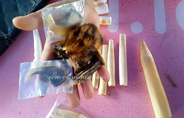 Cakar, gading gajah, taring harimau ini dijual Chaidir dengan harga bervariasi. Foto: Ayat S Karokaro