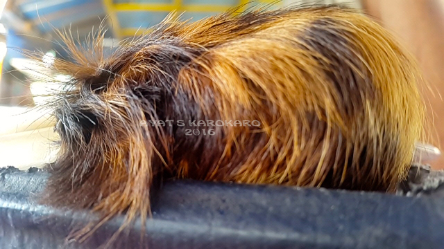 Kantung telur dari kulit harimau Rp600.000. Foto: Ayat S Karokaro