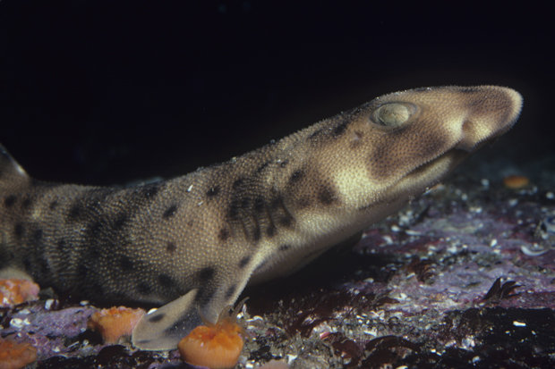 swell shark atau hiu bengkak. Foto : dailystars.co.uk