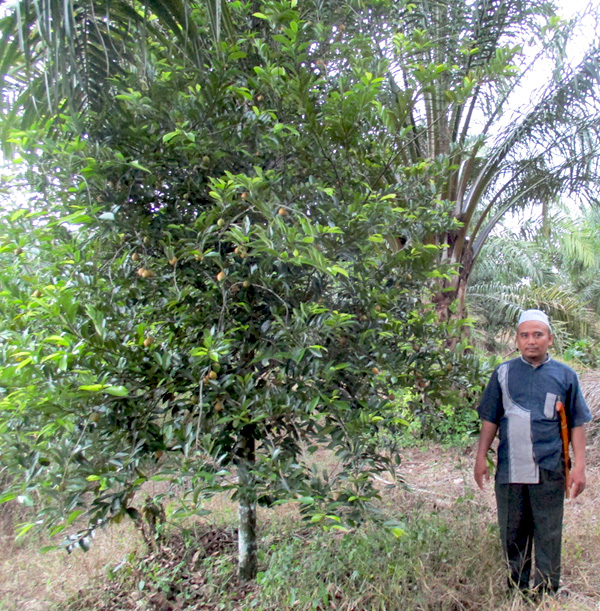 Agus berdiri di samping pohon pala yang telah berbuah, Minggu, 10 April 2016. Foto: Dedek Hendry