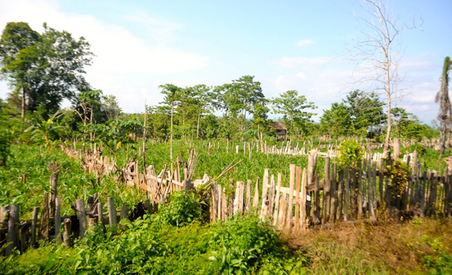 Lahan terbuka di salah satu sisi hutan Jompi. Foto: Eko Rusdianto