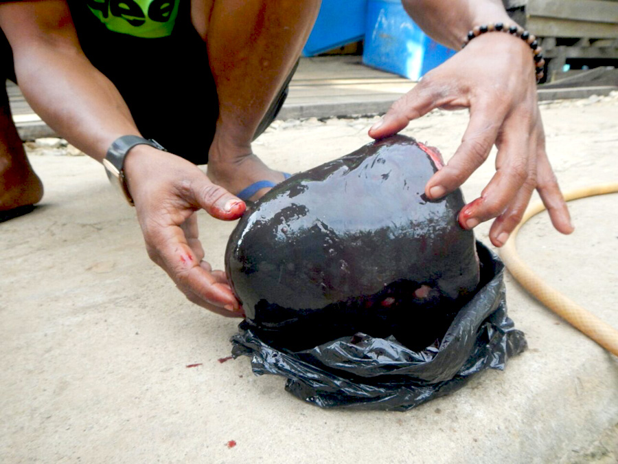 Nelayan di Kecamatan Batu Ampar, Kabupaten Kubu Raya, Kalimantan Barat, menunjukkan potongan yang diduga kepala pesut yang telah dibekukan, Jumat (8/04/2016). Foto: WWF Program Kalimantan Barat