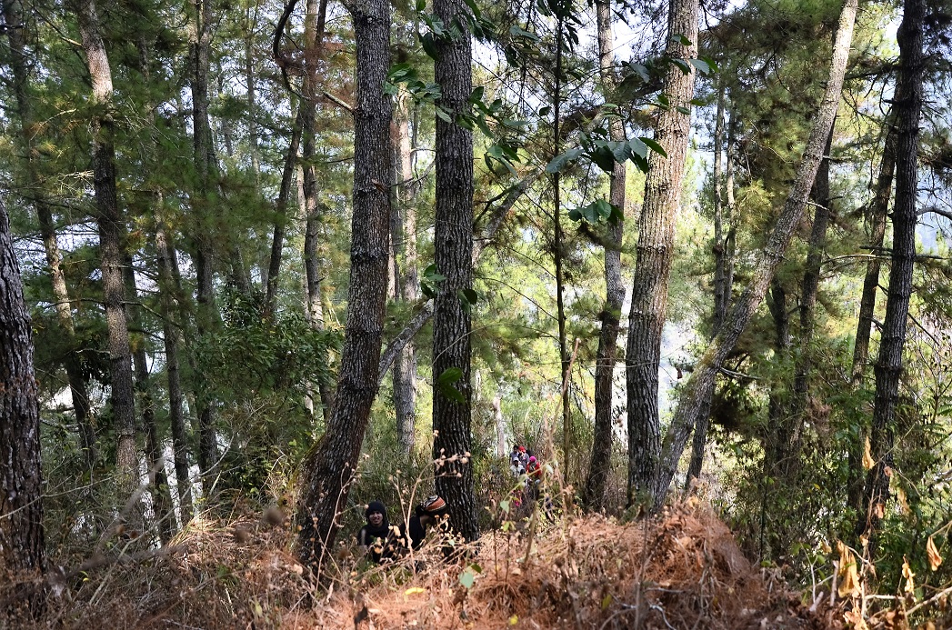 Dalam hal pengelolaan hutan, masyarakat adat Tapong Desa Tapong, Kecamatan Maiwa, Enrekang, Sulawesi Selatan, memiliki mekanisme adat tertentu. Dikenal istilah Mappemali, berupa larangan melakukan penebangan kayu, baik di wilayah hutan larangan, maupun di wilayah hutan kelola selama 4 bulan di setiap tahunnya. Foto : Wahyu Chandra