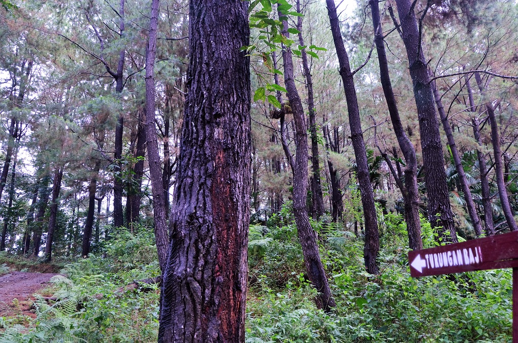 Hutan Adat Turungan Baji di Desa Turungan Baji, Kecamatan Sinjai Barat, Kabupaten Sinjai, Sulawesi Selatan sebagian besar kini dijadikan HPT Dinas Kehutanan Sinjai yang ditanami pinus. Sebagian besar kawasan ini menjadi kebun warga setempat. Foto : Wahyu Chandra