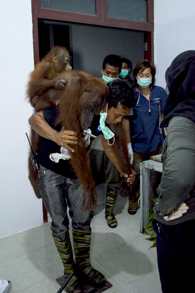 Mama Nam saat akan dilepasliarkan di TNGP. Foto: YIARI