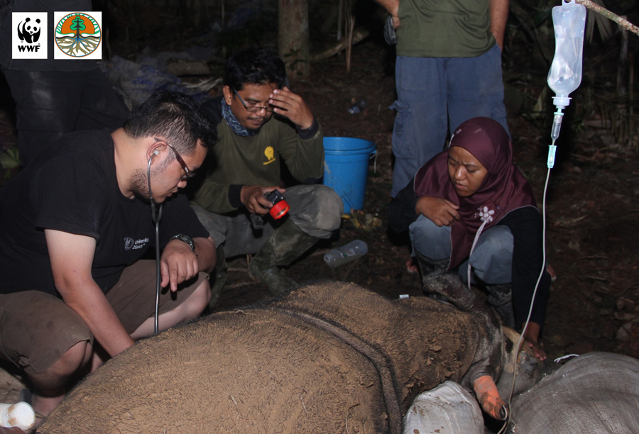 Kondisi Najaq dalam 2 hari terakhir, 4-5 April 2016. Foto: Sugeng Hendratno/WWF-Indonesia