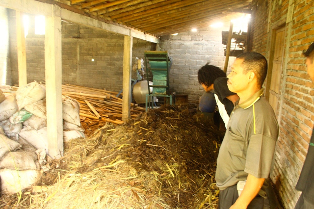 Pupuk kandang dari proses Bogas Digester punya kualitas lebih baik dari pada pupuk kandang biasa. Foto: Tommy Apriando