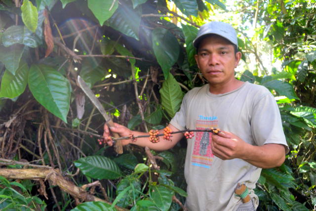 Warga Pipikoro, panen kopi. Foto: Andika Dhika