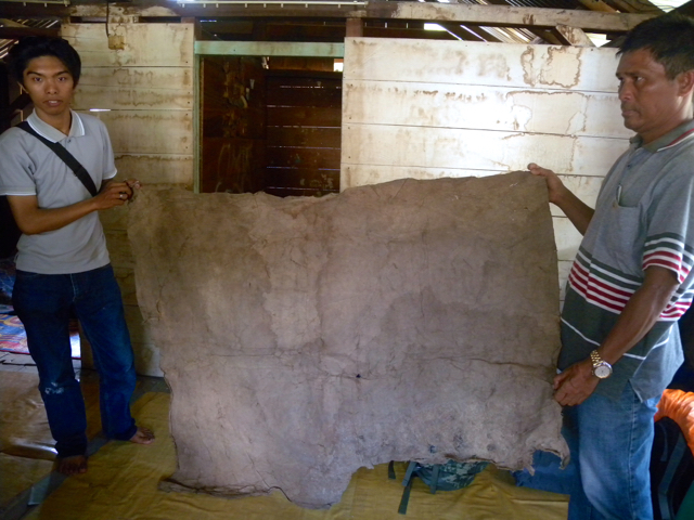 Kain kulit kayu dalam proses pembuatan. Foto: Andika Dhika