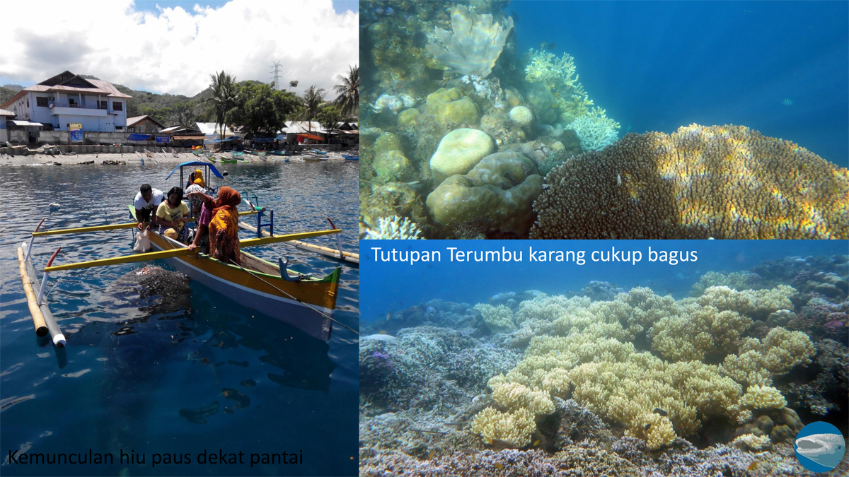 Kemunculan hiu paus di Gorontalo yang membuat heboh dan harus dibuat aturan jelas agar nasib hiu paus tidak merana. Sumber: Whale Shark Project Indonesia