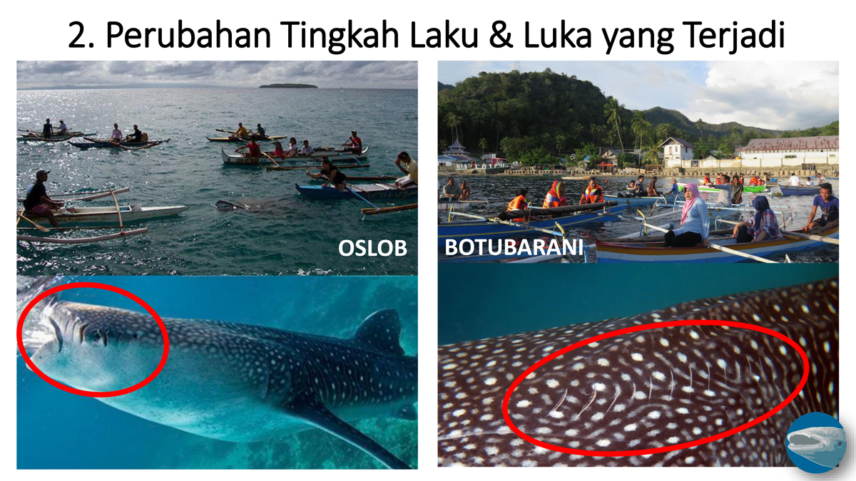 Perubahan tingkah laku dan pola yang terjadi pada hiu paus. Sumber: Whale Shark Indonesia Project