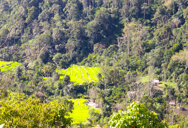 Potret sawah Pelempea dari ketinggian. Foto: Andika Dhika