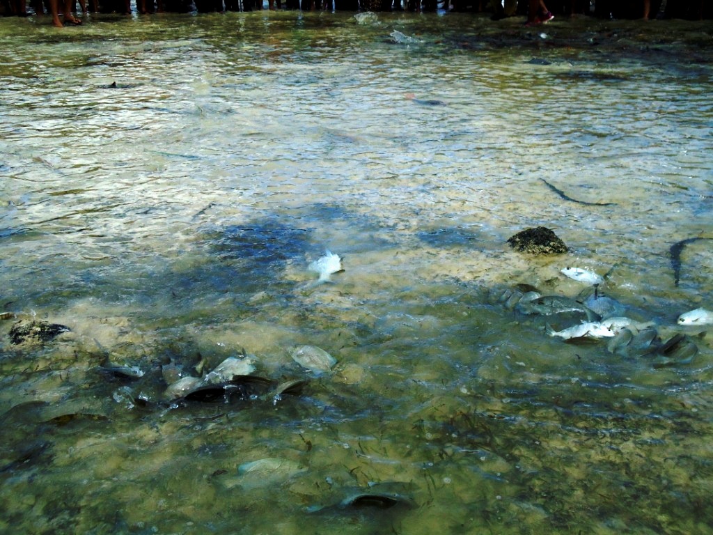 Ikan-ikan menggelepar ketika air surut dalam acara manam'mi  di Pulau Miangas, Kabupaten Kepulauan Talaud, Sulut. Sabtu (21/5/2016). Manam'mi merupakan acara menangkap ikan secara tradisional. Foto : Themmy Doaly