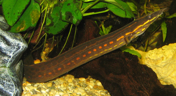 Ikan tilan (telut api), salah satu yang hidup di air tawar Jambi. Foto: Wikipedia