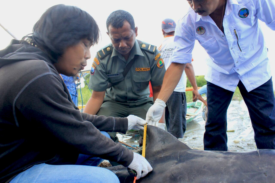 Identifikasi dengan mengambil sampel virus dilakukan sebelum lumba-lumba ini dikubur. Foto: JAAN