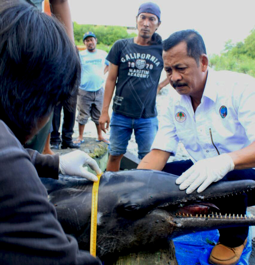 Identifikasi lumba-lumba yang mati oleh JAAN, BKSDA dan KKP,  sebelum dikubur. Foto: JAAN