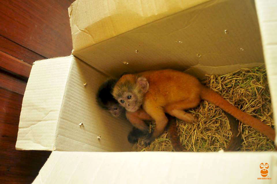 Dalam kardus ini, bayi lutung jawa hendak dijual. Foto: COP