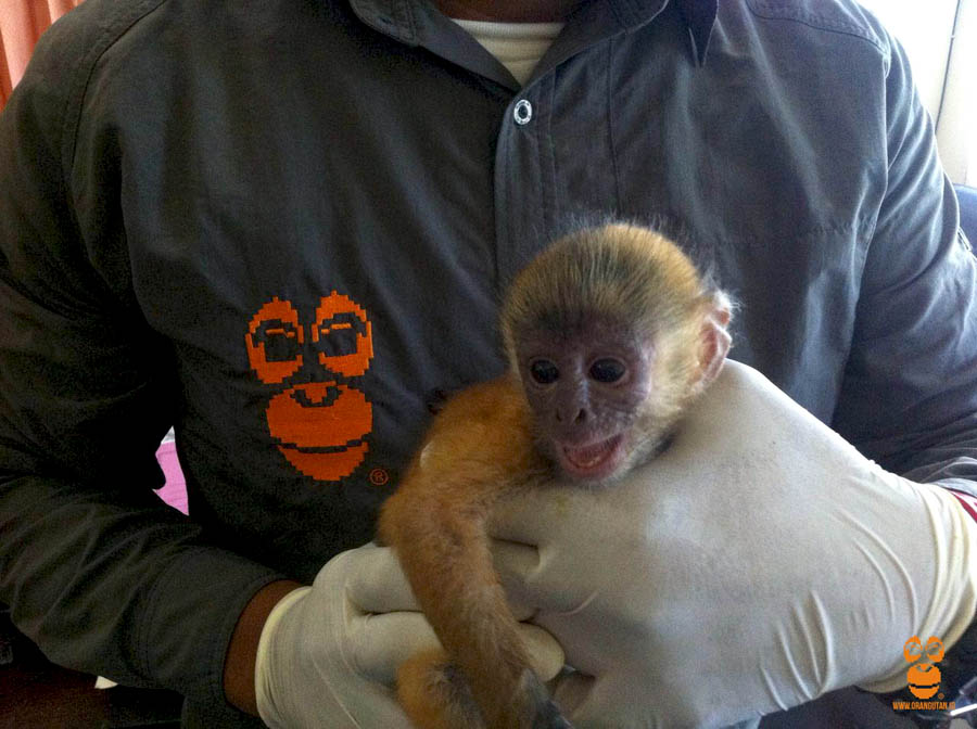 Bayi lutung jawa yang diselamatkan ketika hendak dijual. Foto: COP