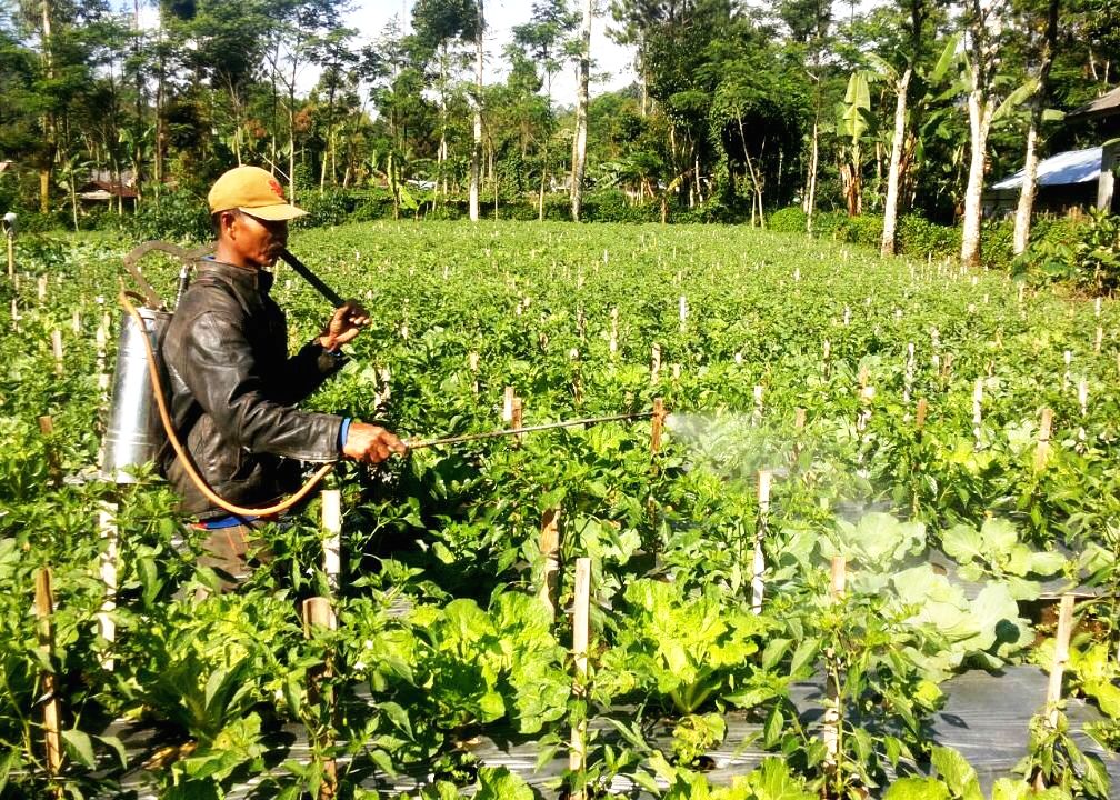 Seorang petani di Desa Gombong, Kecamatan Belik, Kabupaten Pemalang, Jawa Tengah sedang menyemprot tanaman. Banyak petani mengalami gagal panen karena tanamannya terkena penyakit dan hama, terkait perubahan suhu yang menghangat. Foto : Hariyawan A Wahyudi
