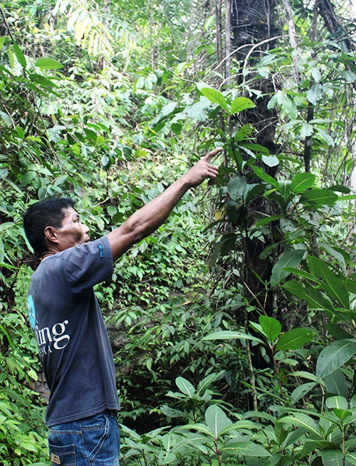 Anius Dadoali, yang lebih akrab dipanggil Om Niu menunjukkan keberadaan burung di Gunung Sahendaruman, Kepulauan Sangihe, Sulawesi Utar. Sudah lebih dari 20 tahun Om Niu menjadi pemandu untuk burung-burung di Gunung Sahendaruman. Foto : Agustinus Wijayanto