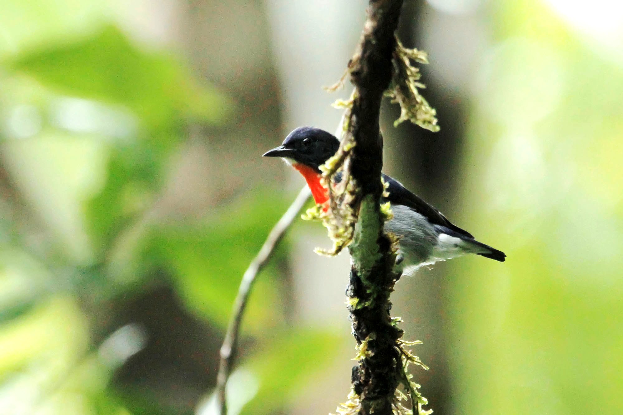Burung cabai panggul kelabu Dicaeum celebicum, satu jenis burung di kawasan Gunung Sahendaruman Kepulauan Sangihe, Sulawesi Utara. Foto: Stenly Pontolawokang
