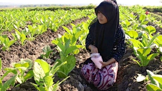 Seorang anak tengah memberikan pupuk ke tanaman tembakau. Mereka melakukan pekerjaan yang membahayakan kesehatan. Foto: HRW
