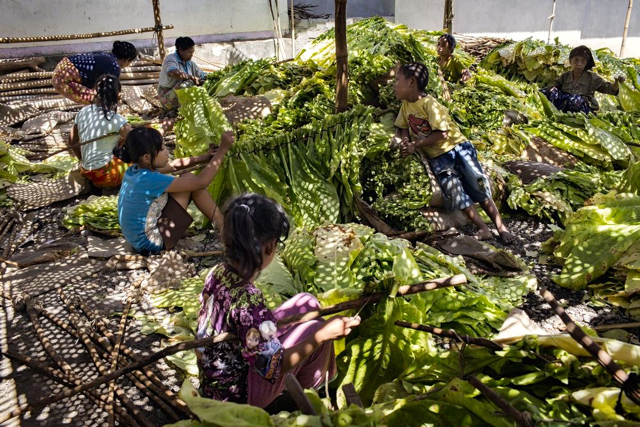 Meskipun belum ada rilis angka resmi, tetapi HRW memperkirakan cukup banyak anak-anak menjadi buruh di perkebunan tembakau. Foto: HRW
